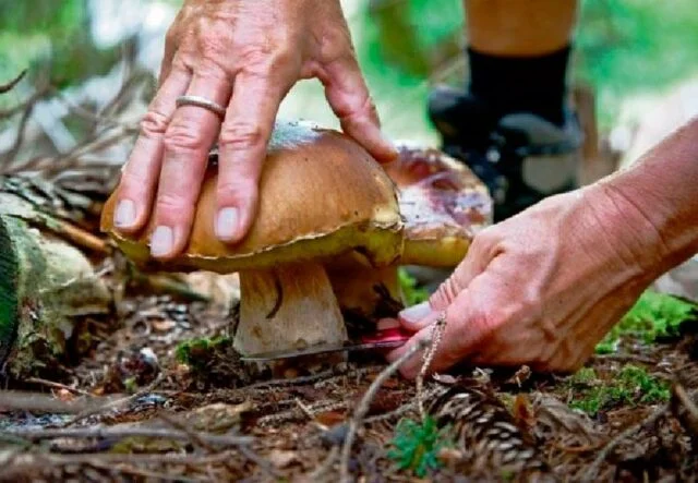 Lanmaoa asiatica foraging
