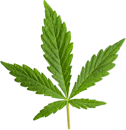 https://lanmaoasiatica.com/wp-content/uploads/2018/12/marijuana_leaf_large.png
