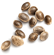 marijuana_seeds_white https://lanmaoasiatica.com/wp-content/uploads/2018/12/marijuana_seeds_white.png