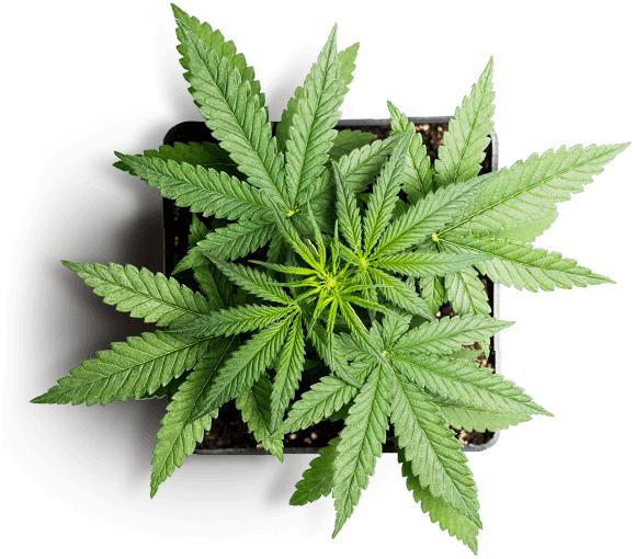 https://lanmaoasiatica.com/wp-content/uploads/2018/12/slider_marijuana_01.png
